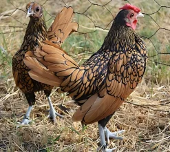 Sebright