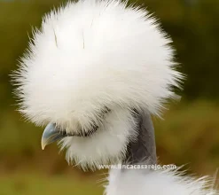 Sedosa Showgirl