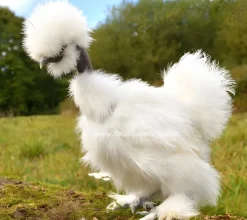Sedosa Showgirl