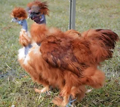 Sedosa Showgirl