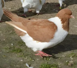Strasser
