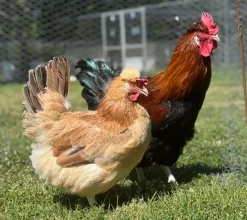 Sulmtaler