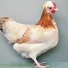 Sulmtaler enano
