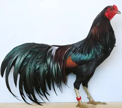 Sumatra enano
