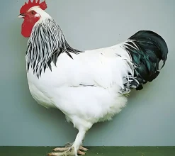 Sundheimer