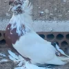Tambor alemana de doble visera
