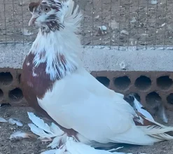Tambor alemana de doble visera