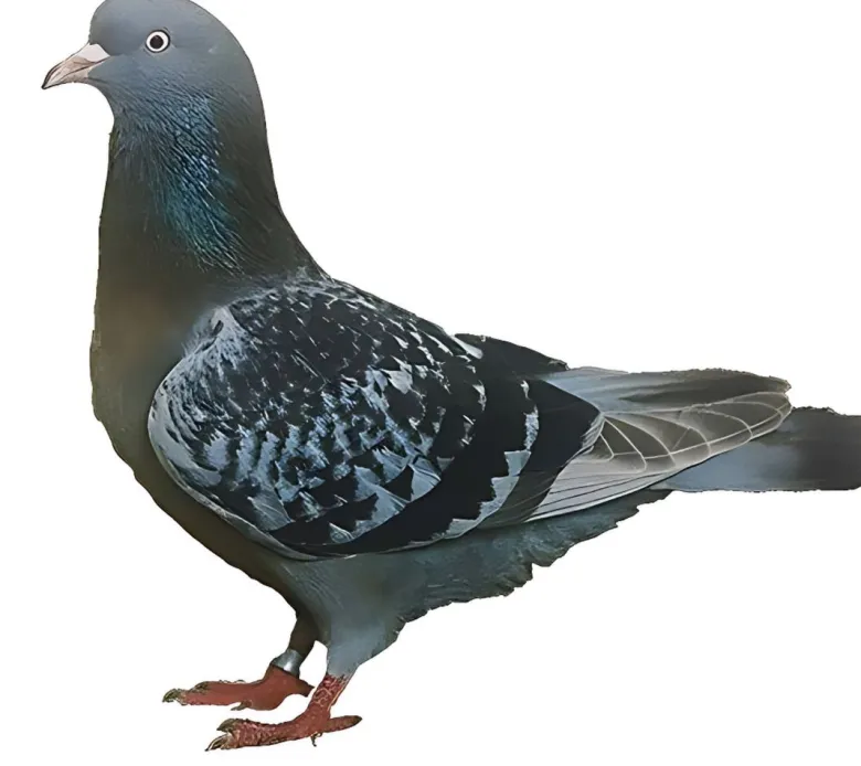 Tambor de Altenburg