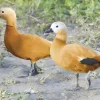 Tarro canelo