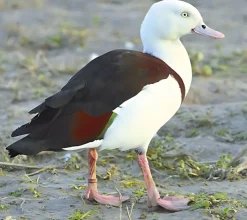Tarro radjah