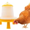 Tolva aves bio con patas