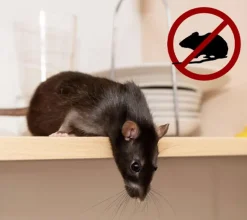 Trampa para ratas