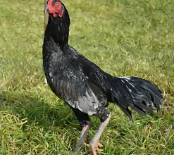 Tuzo