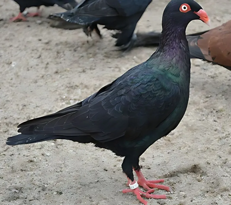 Volteadora danesa