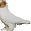 Volteadora de Botosani