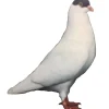Volteadora de Colonia