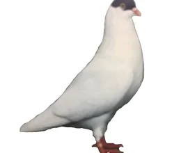 Volteadora de Colonia