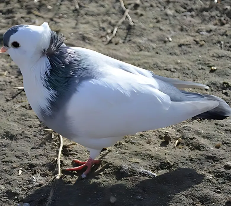 Volteadora de Felegyhaza