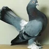 Volteadora de Rostow