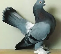 Volteadora de Rostow
