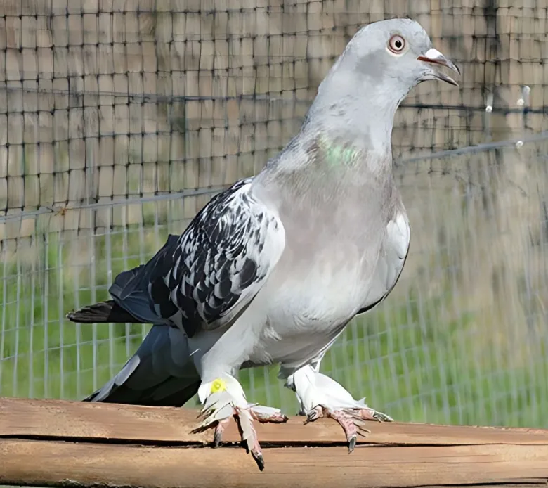 Volteadora Takla